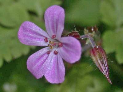 Geranium robertianum L. [Famille : Geraniaceae]