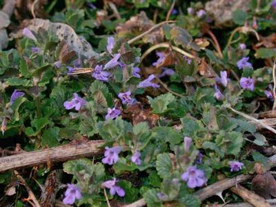 Glechoma hederacea L. [Famille : Lamiaceae]