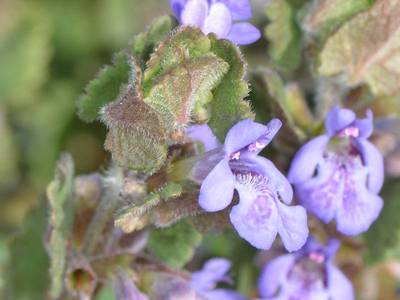 Glechoma hederacea L. [Famille : Lamiaceae]