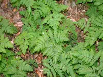Gymnocarpium dryopteris (L.) Newman [Famille : Woodsiaceae]