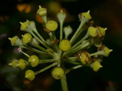 Hedera helix L. [Famille : Araliaceae]