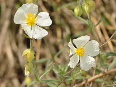 Helianthemum apenninum (L.) Mill. [Famille : Cistaceae]