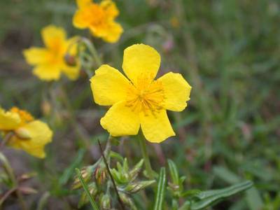 Helianthemum nummularium (L.) Mill. [Famille : Cistaceae]