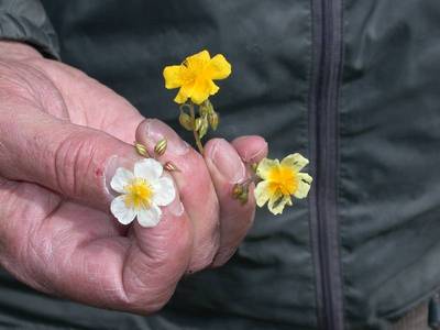 Helianthemum x sulphureum Willd. ex Schltr. [Famille : Cistaceae]