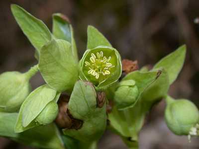 Helleborus foetidus L. [Famille : Ranunculaceae]