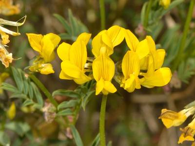 Hippocrepis comosa L. [Famille : Fabaceae]