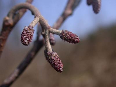 Alnus glutinosa (L.) Gaertn. [Famille : Betulaceae]