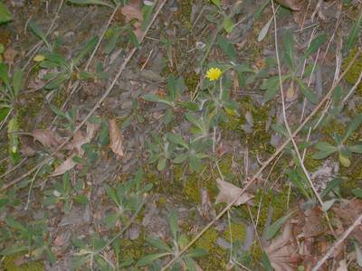 Hieracium pilosella L. [Famille : Asteraceae]