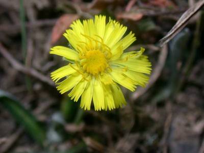 Hieracium pilosella L. [Famille : Asteraceae]