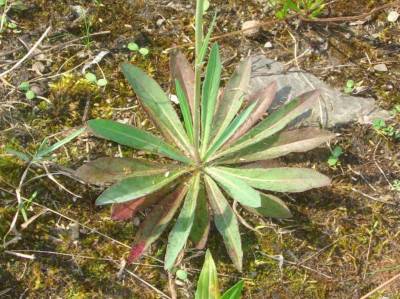 Hieracium piloselloides Vill. [Famille : Asteraceae]