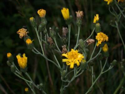 Hieracium sabaudum L. [Famille : Asteraceae]