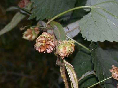 Humulus lupulus L. [Famille : Cannabaceae]