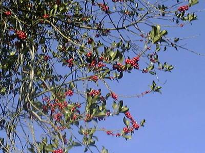 hte : Ilex aquifolium L.