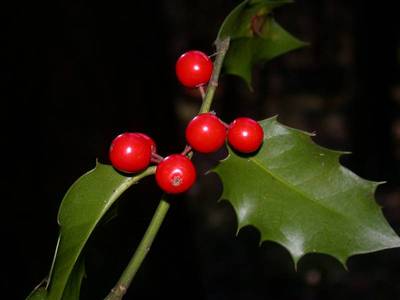 Ilex aquifolium L. [Famille : Aquifoliaceae]