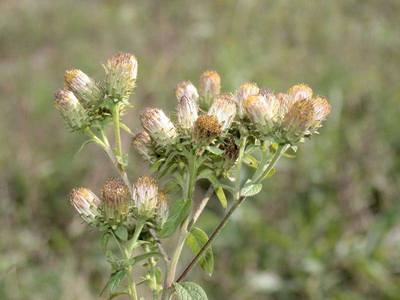 Inula conyza DC. [Famille : Asteraceae]