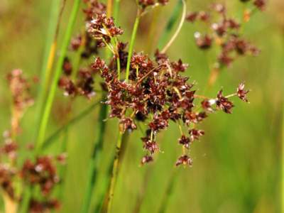 Juncus acutiflorus Ehrh. ex Hoffm. [Famille : Juncaceae]