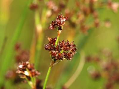 Juncus acutiflorus Ehrh. ex Hoffm. [Famille : Juncaceae]