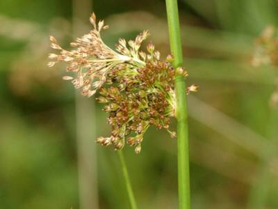 Juncus effusus L. [Famille : Juncaceae]