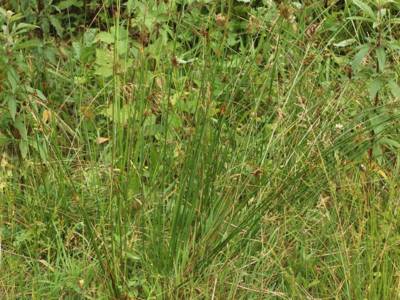 Juncus effusus L. [Famille : Juncaceae]