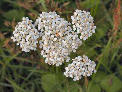 Achillea millefolium L. [Famille : Asteraceae]