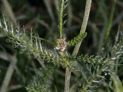 Achillea millefolium L. [Famille : Asteraceae]