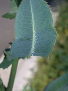 Lactuca serriola L. [Famille : Asteraceae]