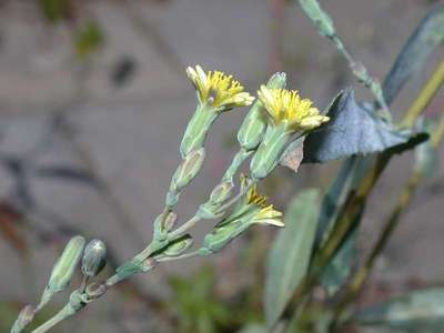 Lactuca serriola L. [Famille : Asteraceae]