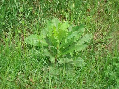 Lactuca virosa L. [Famille : Asteraceae]