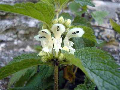 Lamium album L. [Famille : Lamiaceae]