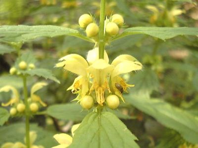 Lamium galeobdolon (L.) L. [Famille : Lamiaceae]