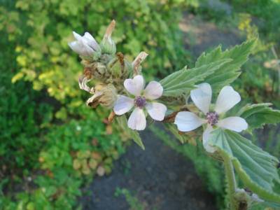 hte : Althaea officinalis L.