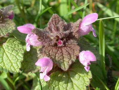 Lamium purpureum L. [Famille : Lamiaceae]