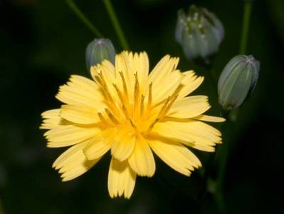 Lapsana communis L. [Famille : Asteraceae]