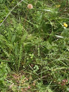 Leontodon hispidus L. subsp. hispidus [Famille : Asteraceae]