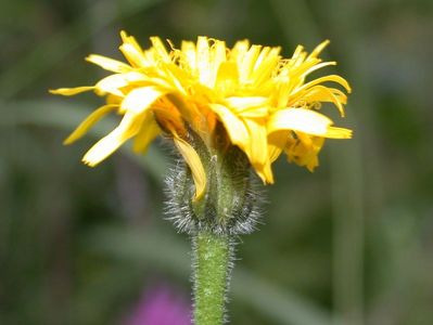 Leontodon hispidus L. subsp. hispidus [Famille : Asteraceae]