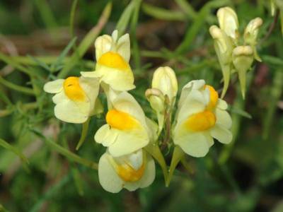 Linaria vulgaris Mill. [Famille : Scrophulariaceae]