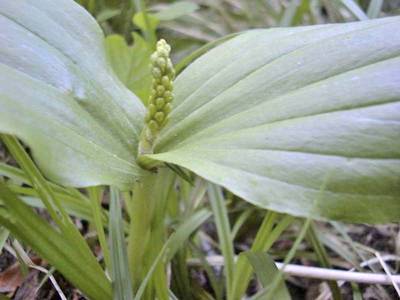 Listera ovata (L.) R.Br. [Famille : Orchidaceae]