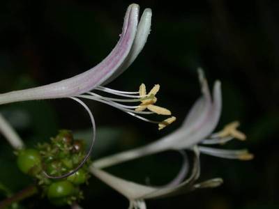 Lonicera periclymenum L. [Famille : Caprifoliaceae]