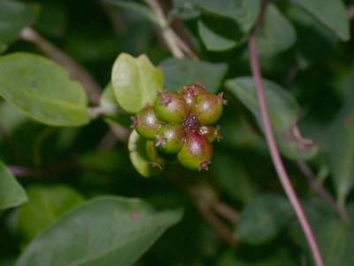 Lonicera periclymenum L. [Famille : Caprifoliaceae]