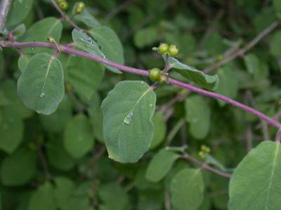 Lonicera xylosteum L. [Famille : Caprifoliaceae]
