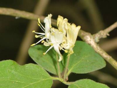 Lonicera xylosteum L. [Famille : Caprifoliaceae]