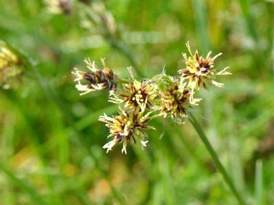 Luzula campestris (L.) DC. [Famille : Juncaceae]