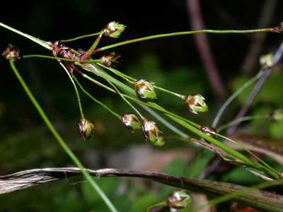 Luzula pilosa (L.) Willd. [Famille : Juncaceae]