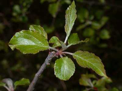 Malus sylvestris Mill. [Famille : Rosaceae]