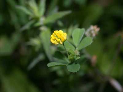 Medicago lupulina L. [Famille : Fabaceae]