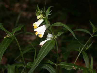 Melampyrum pratense L. [Famille : Scrophulariaceae]