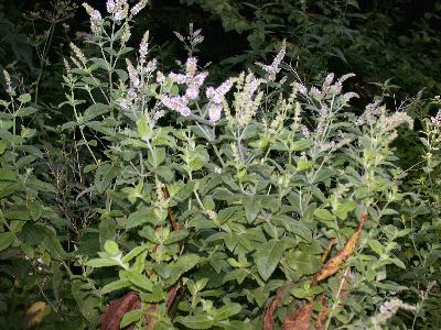 Mentha suaveolens Ehrh. [Famille : Lamiaceae]