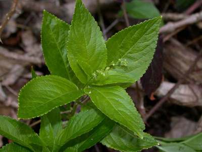 Mercurialis perennis L. [Famille : Euphorbiaceae]