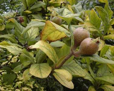 Mespilus germanica L. [Famille : Rosaceae]