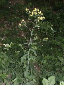 Mycelis muralis (L.) Dumort. [Famille : Asteraceae]